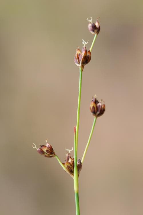 vanlig myrtåg Juncus alpinoarticulatus subsp. rariflorus