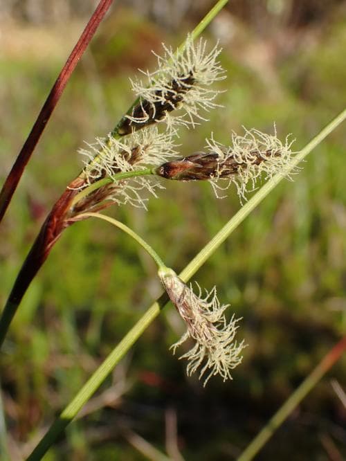 vanlig ängsull Eriophorum angustifolium subsp. angustifolium