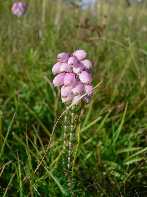 klockljung Erica tetralix