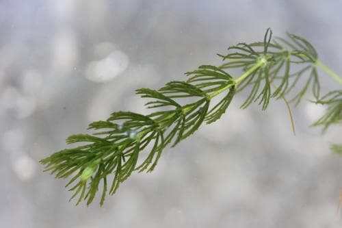 hornsärv Ceratophyllum demersum