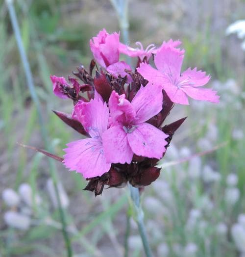 systranejlika Dianthus giganteiformis