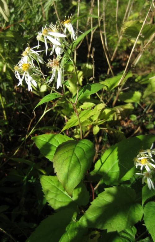 vit skogsaster Eurybia divaricata