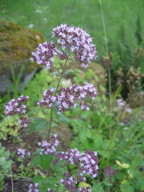kungsmynta Origanum vulgare