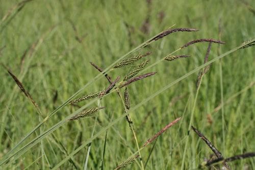 vasstarr Carex acuta