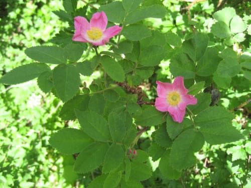 luddros Rosa sherardii