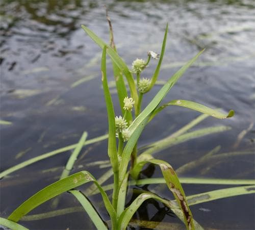 dvärgigelknopp Sparganium natans