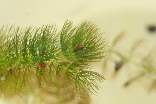 vårtsärv Ceratophyllum submersum
