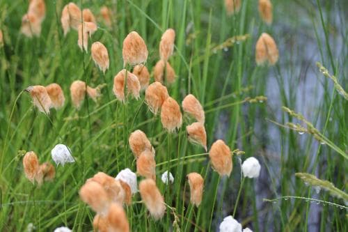 rostull Eriophorum russeolum