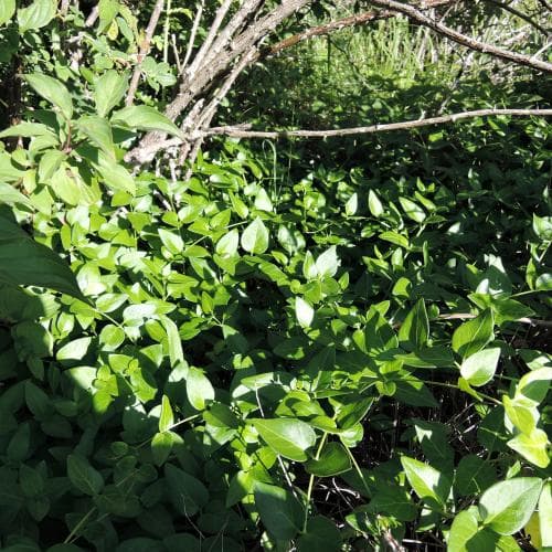 stor vintergröna Vinca major