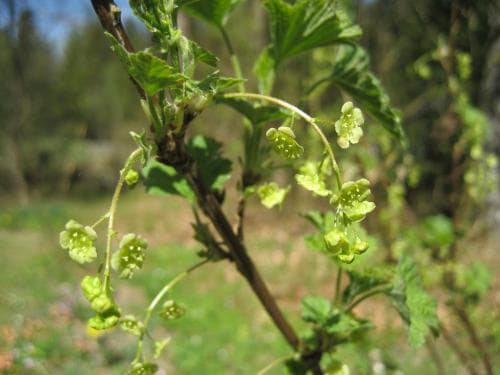 trädgårdsvinbär Ribes rubrum