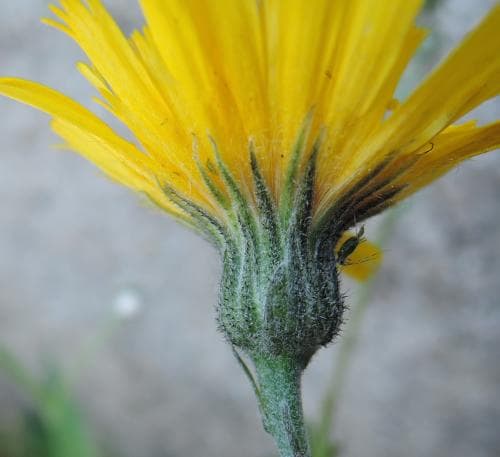 smal klippfibbla Hieracium lindebergii