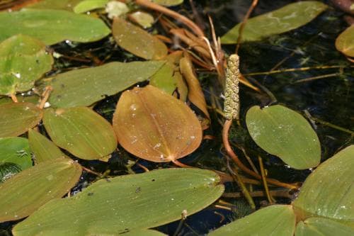 gäddnate Potamogeton natans