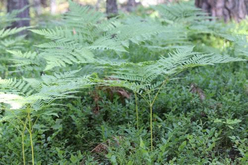 tajgaörnbräken Pteridium aquilinum subsp. latiusculum