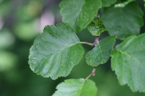 lappal Alnus incana subsp. kolaënsis