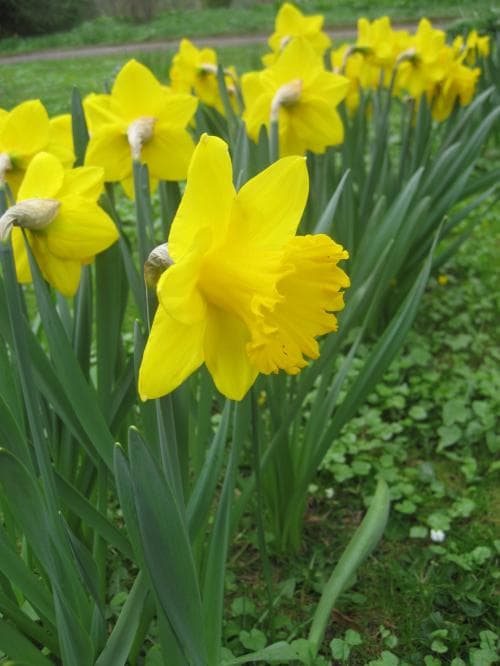 stor påsklilja Narcissus pseudonarcissus subsp. major