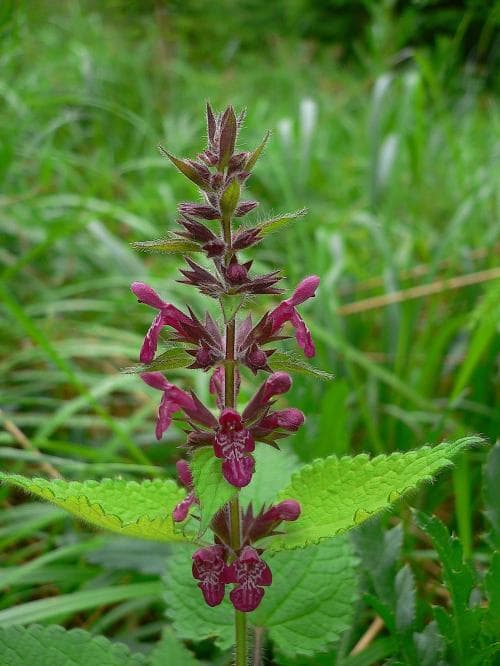 stinksyska Stachys sylvatica