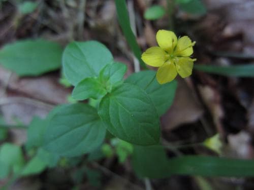 skogslysing Lysimachia nemorum