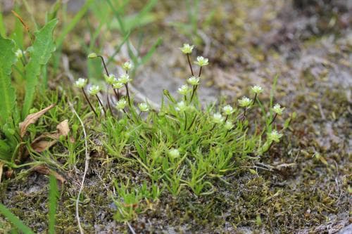 stennarv Sagina saginoides