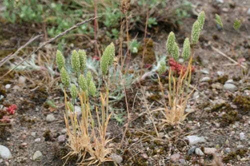 sandtimotej Phleum arenarium