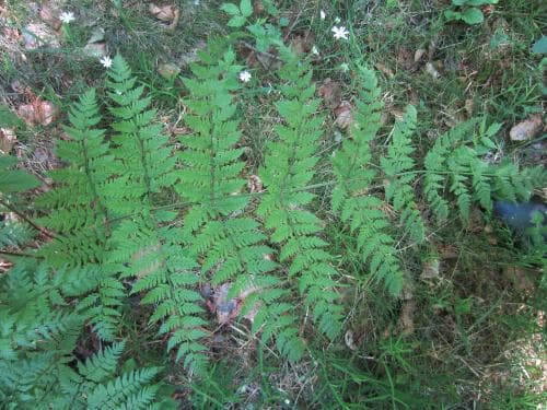 vanlig nordbräken Dryopteris expansa var. expansa
