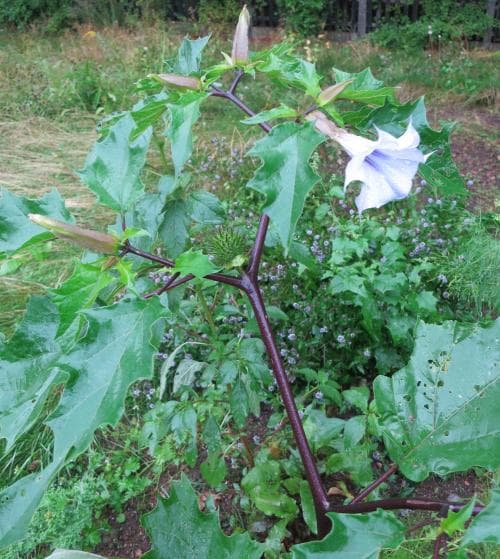 violspikklubba Datura stramonium var. tatula