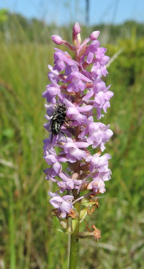 praktsporre Gymnadenia conopsea subsp. densiflora