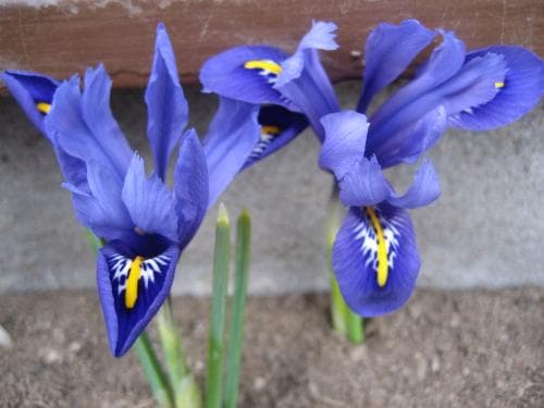 våriris Iris reticulata