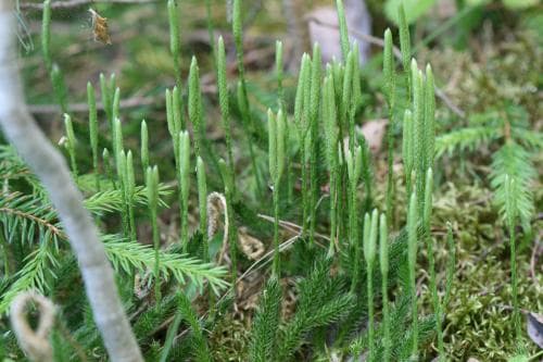 vanlig mattlummer Lycopodium clavatum subsp. clavatum
