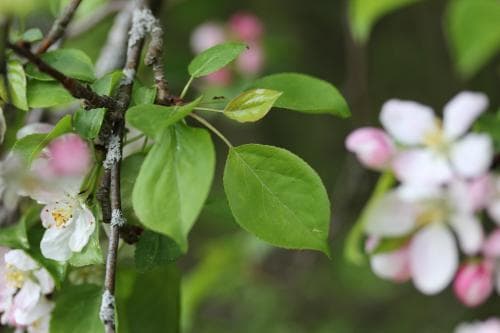 vildapel Malus sylvestris