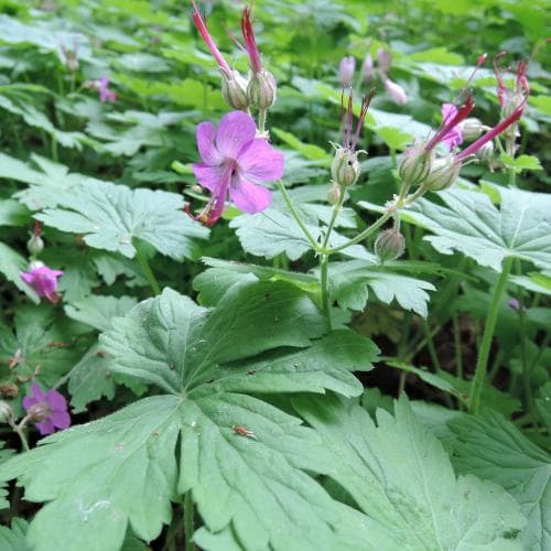 flocknäva Geranium macrorrhizum