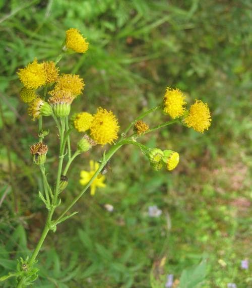 knappstånds Jacobaea vulgaris subsp. dunensis
