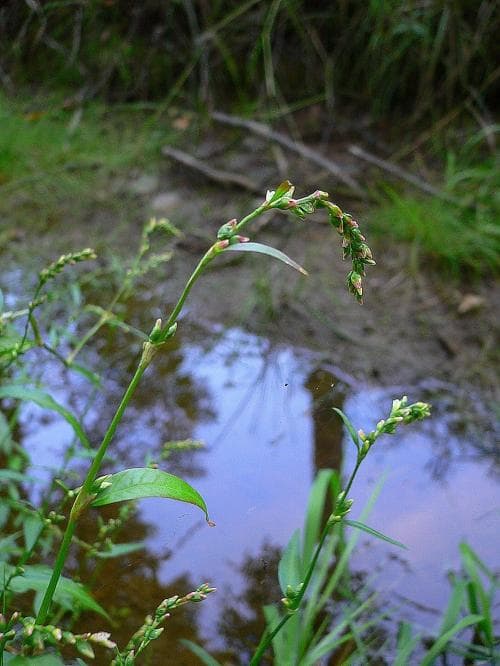 bitterpilört Persicaria hydropiper