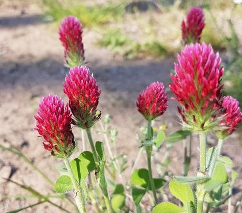 blodklöver Trifolium incarnatum