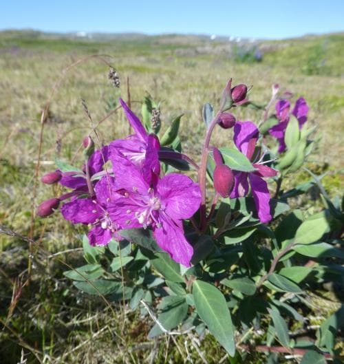 praktmjölke Chamaenerion latifolium