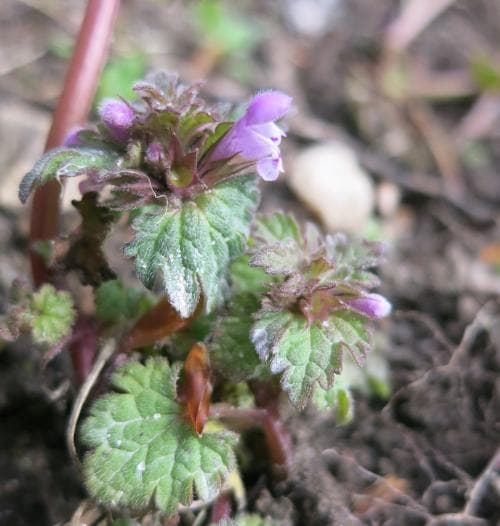 flikplister Lamium hybridum