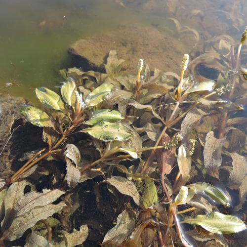 rostnate Potamogeton alpinus
