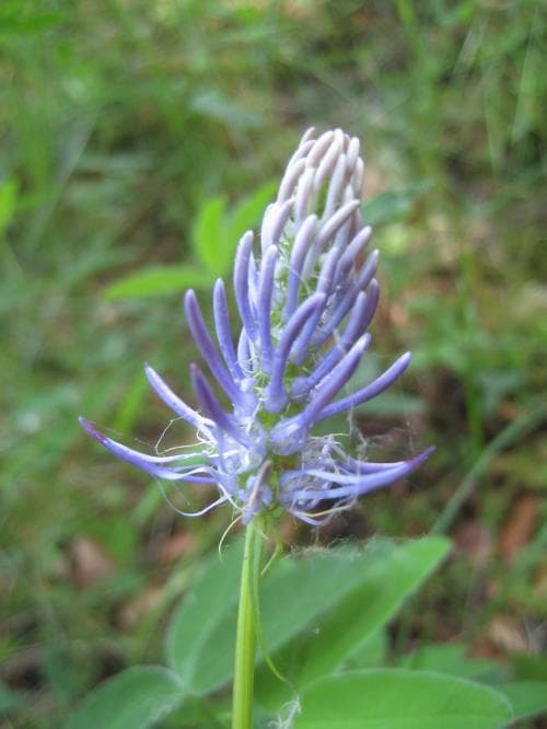 blekrapunkel Phyteuma spicatum subsp. coeruleum
