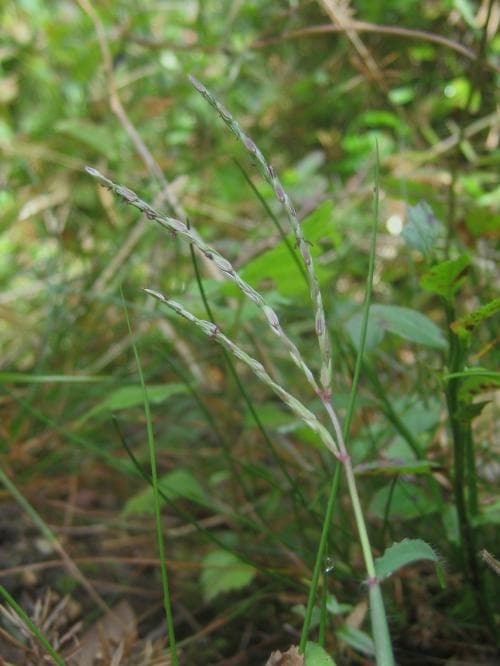 fingerhirs Digitaria ischaemum