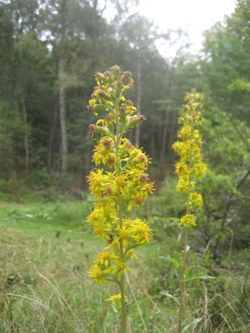 vanligt gullris Solidago virgaurea subsp. virgaurea