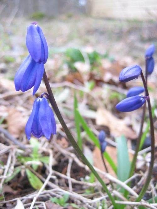 rysk blåstjärna Othocallis siberica