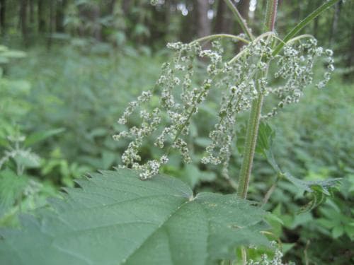 ogräsnässla Urtica dioica var. dioica