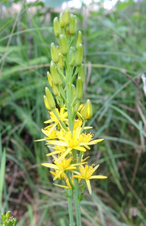 myrlilja Narthecium ossifragum