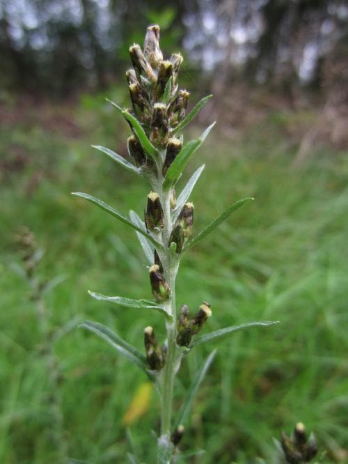 skogsnoppa Gnaphalium sylvaticum