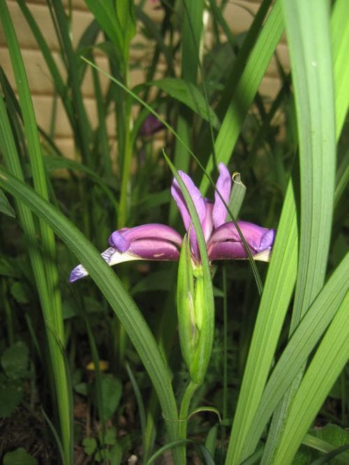 gräsiris Iris graminea