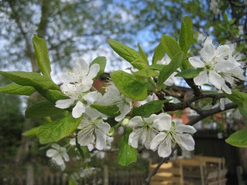 plommon Prunus domestica subsp. domestica