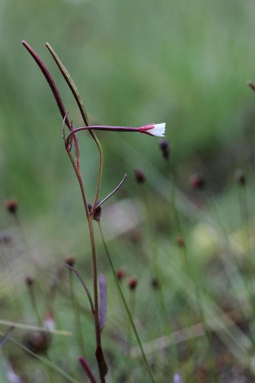 smaldunört Epilobium davuricum