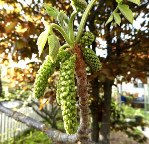manchurisk valnöt Juglans mandshurica