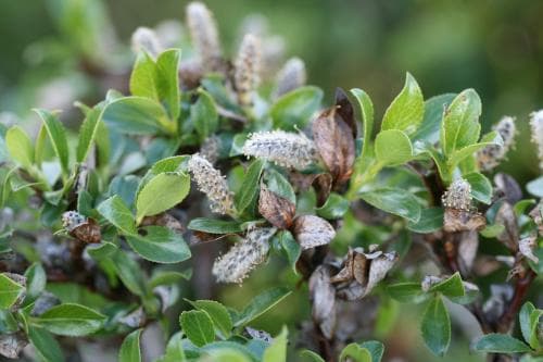 glansvide Salix myrsinites