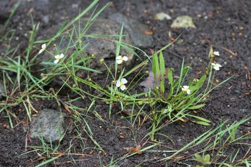 flocksvalting Baldellia ranunculoides