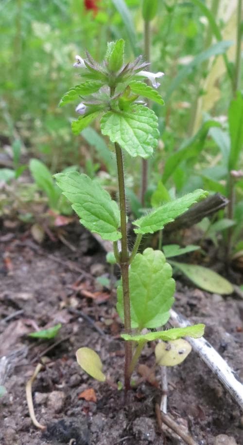 åkersyska Stachys arvensis